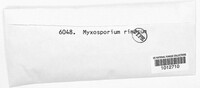 Myxosporium rimosum image